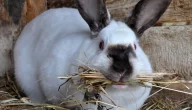 علامات الحمل عند الأرانب وكيفية رعاية الأرانب الحامل