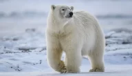 كم سنة يعيش الدب القطبي.. والتحديات التي تواجهه