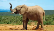 كم يعيش الفيل وما العوامل المؤثرة على عمره
