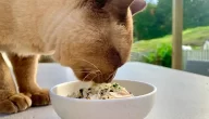 كيف أسوي أكل قطط بمكونات صحية