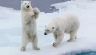 كيف يتكيف الدب القطبي مع بيئته.. وكيف يتفاعل معها