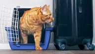 كيفية سفر القطط بالطائرة.. وما التحضيرات الأساسية قبل السفر