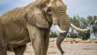 لماذا الفيل لا يصاب بالسرطان ودور الهيكل الجسدي في ذلك