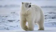 لماذا لا يعيش الدب القطبي في القطب الجنوبي.. وهل يتواجد فيه مستقبلًا