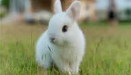 ما اسم أنثى الأرنب وما صفاتها