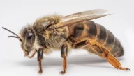 ما اسم أنثى النحل والفرق بينها وبين الذكر