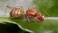 ما اسم أنثى النمل وما الفرق بينها وبين الذكر