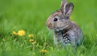 ما اسم صغير الأرنب وما المخاطر التي يواجهها