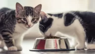 ماذا تأكل القطط الصغيرة.. وأهمية التغذية الصحيحة لها