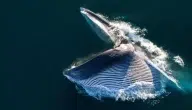 ماذا يأكل الحوت الأزرق وكيف يصطاد فريسته