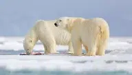 ماذا يأكل الدب القطبي.. وكيف يصطاد فريسته