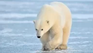 ماذا يغطي جسم الدب القطبي.. وما دوره في بيئته