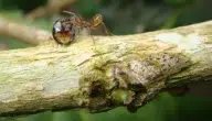 مدة حمل النملة والعوامل المؤثرة عليها