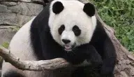 معلومات عن الباندا بالإنجليزي Information about panda