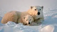 معلومات عن الدب القطبي للأطفال.. شيقة وغريبة