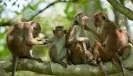 معلومات غريبة عن القرود وقدرتها على التواصل اللغوي