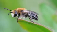 معلومات غريبة عن النحل وحياته الاجتماعية