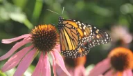 نوع الالقاح عند الفراشة داخلي أو خارجي وأهميته في تكاثر الفراش والنباتات