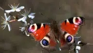 وصف الفراشة تعريفها وأنواعها بالصور