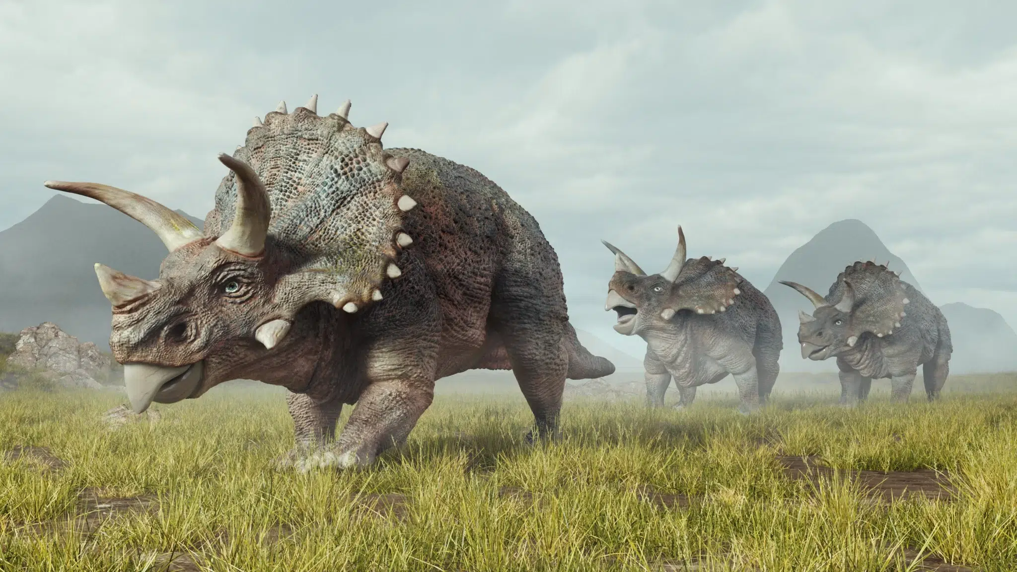 التريسيراتوبس (Triceratops)