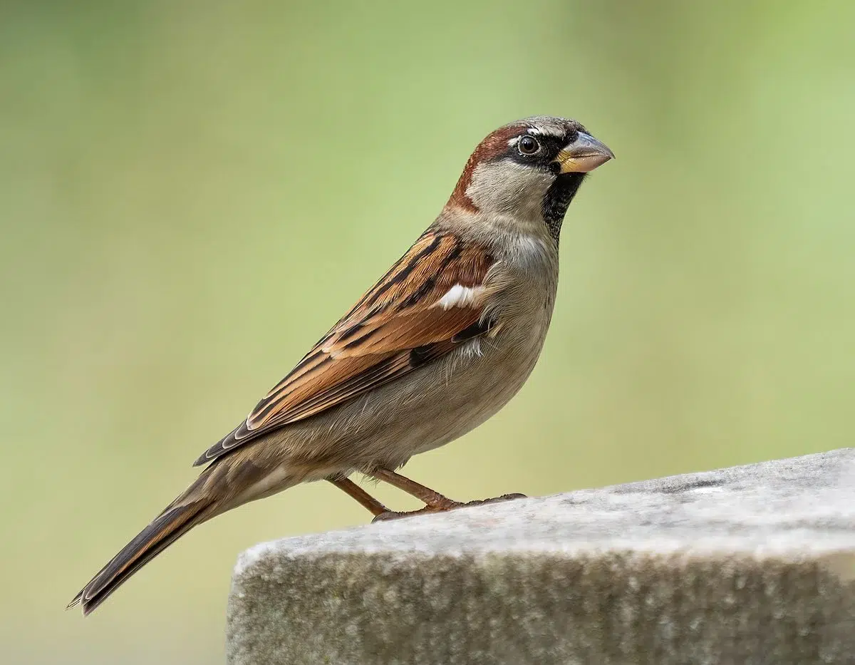 الحبارى (Sparrow)