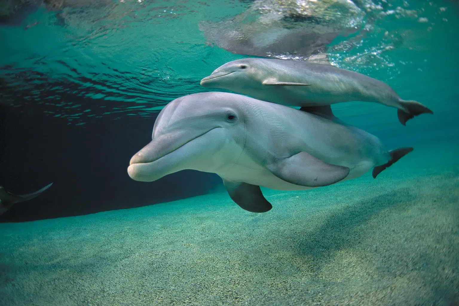 الدولفين (Dolphin)