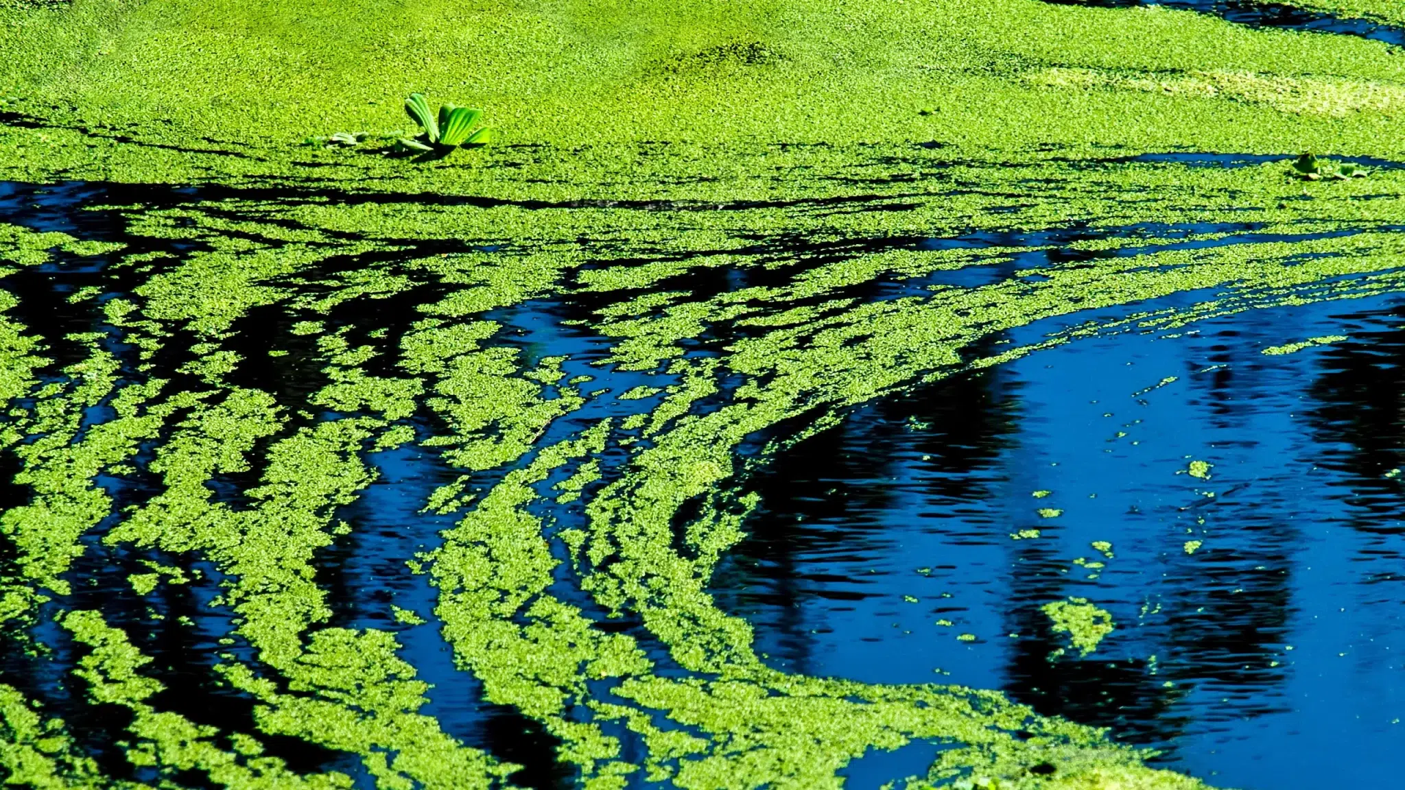 الطحالب الزرقاء (Blue-Green Algae)