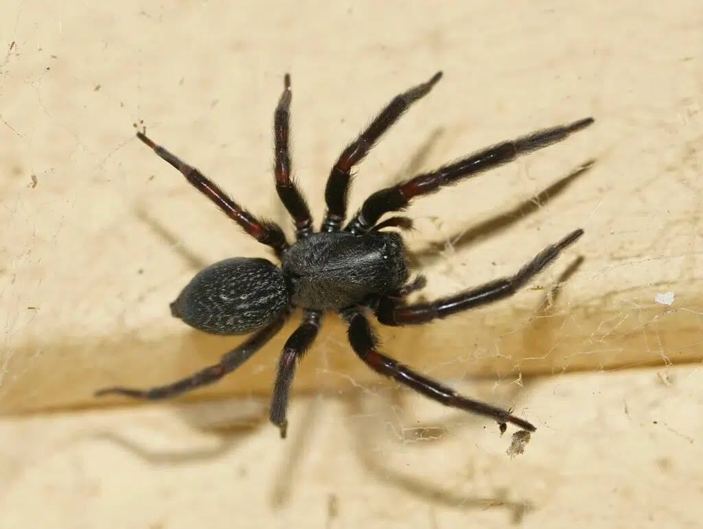 العنكبوت الأسود الأسترالي (Badumna insignis)