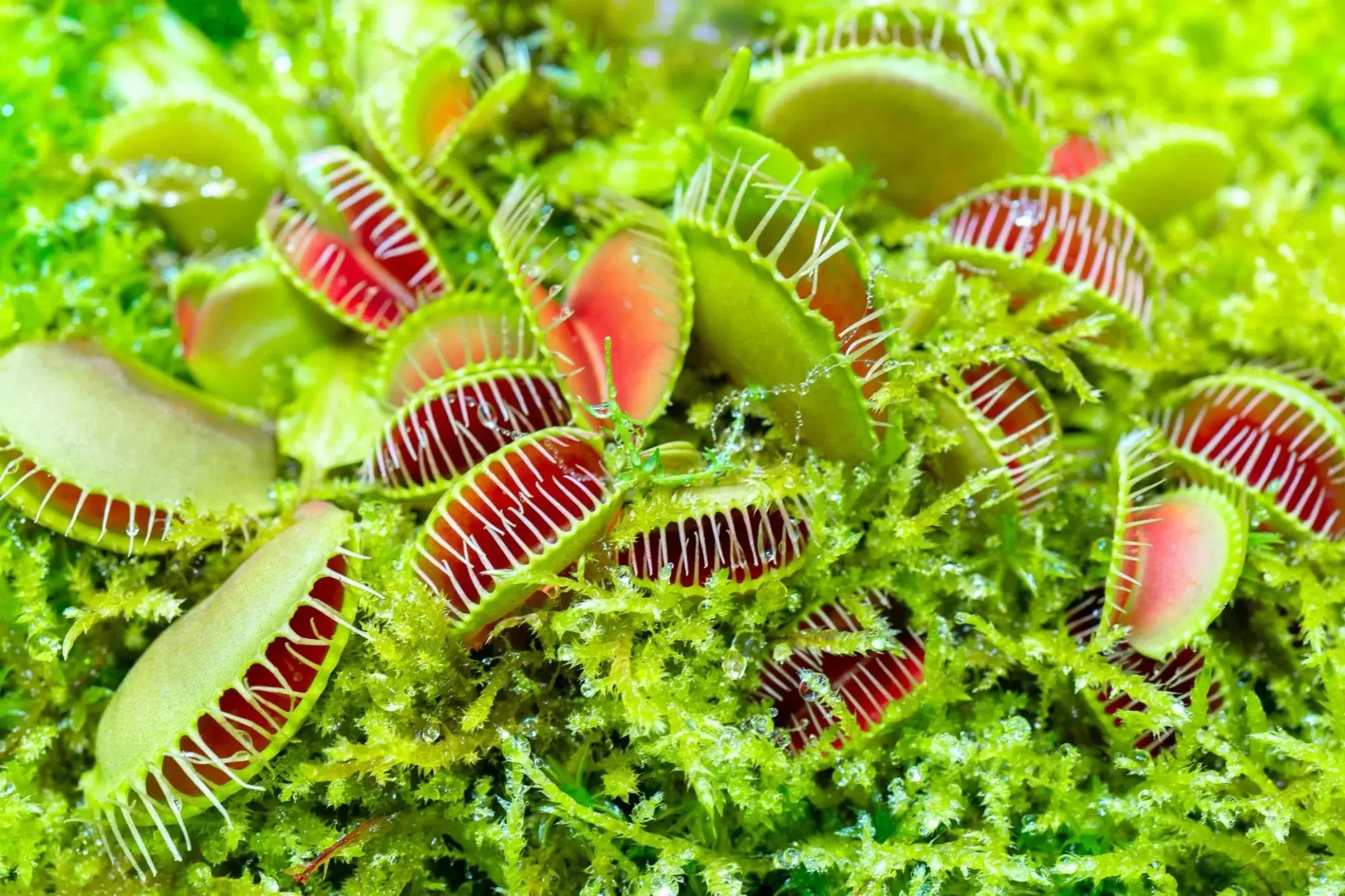 الفايتشيا (Venus flytrap)