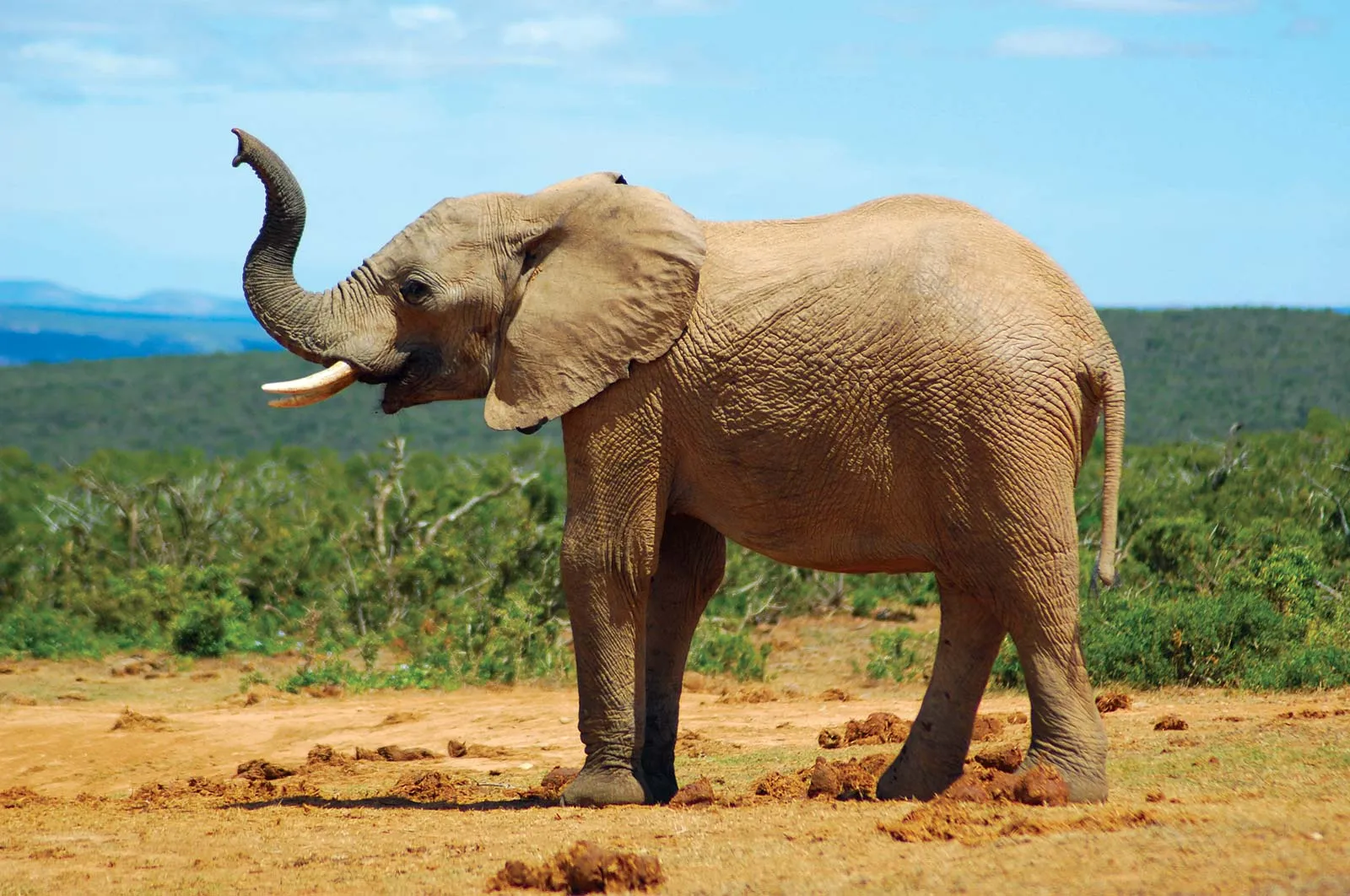 الفيل (Elephant)
