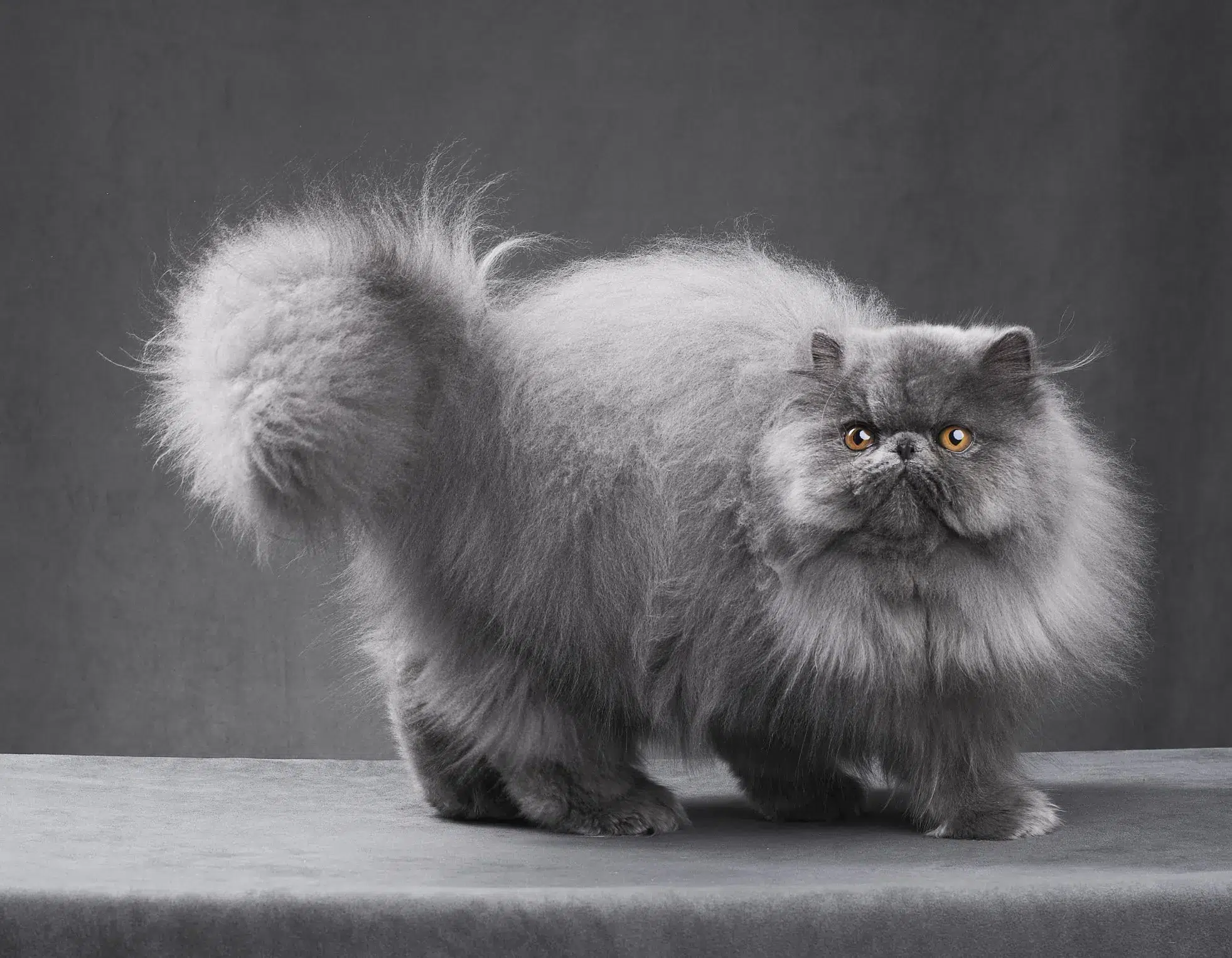 القط الشيرازي (Persian cat)