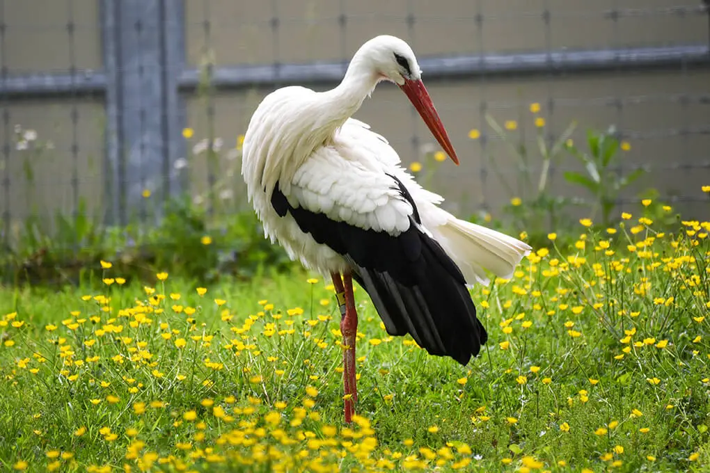 القمري (White Stork)