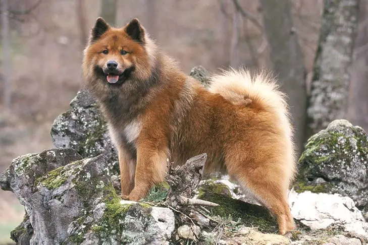 الكلب اليورازي (Eurasier)