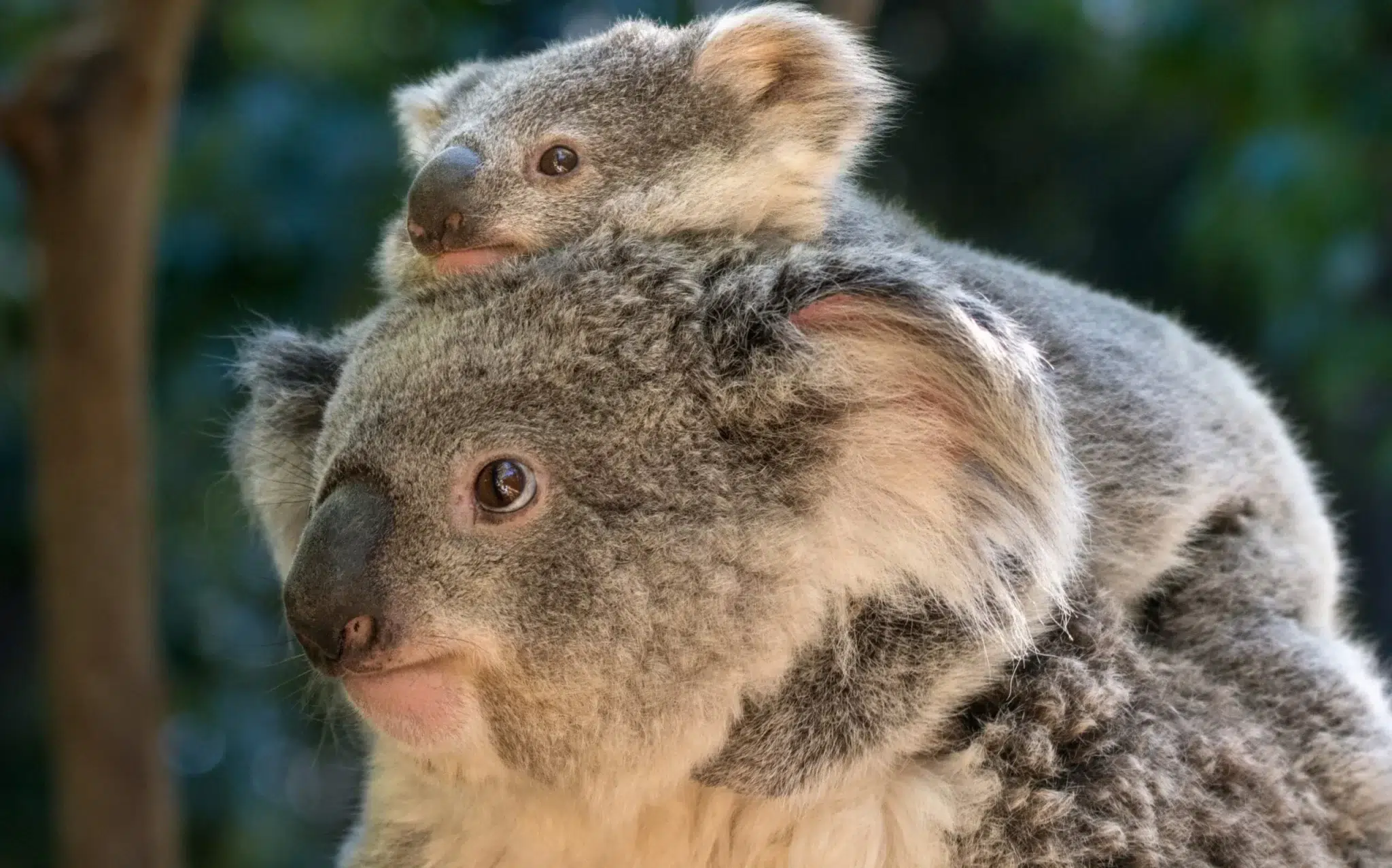 الكوالا (Koala)