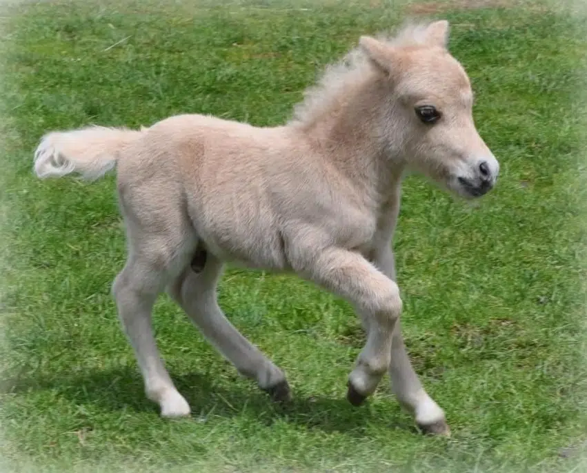 المرحلة الأولى: الولادة (الحصان المولود)