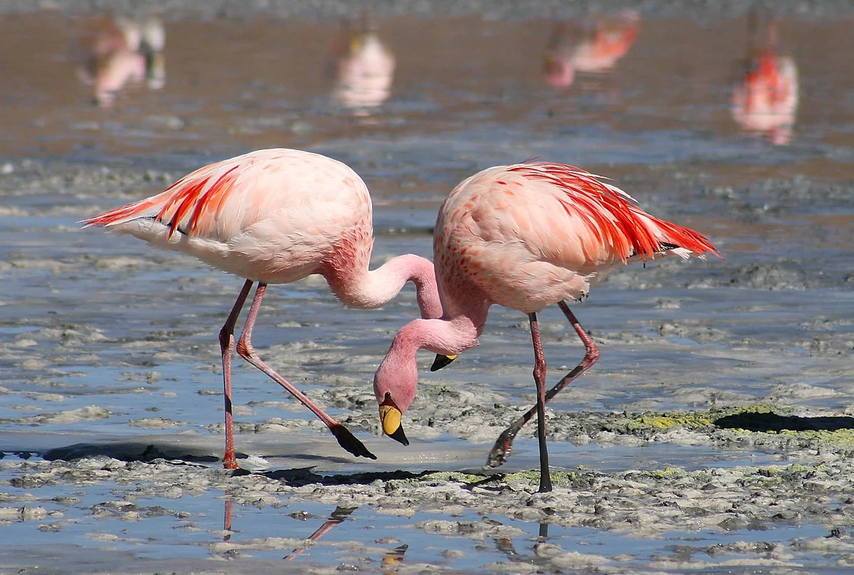 النحام الوردي (Pink flamingo)