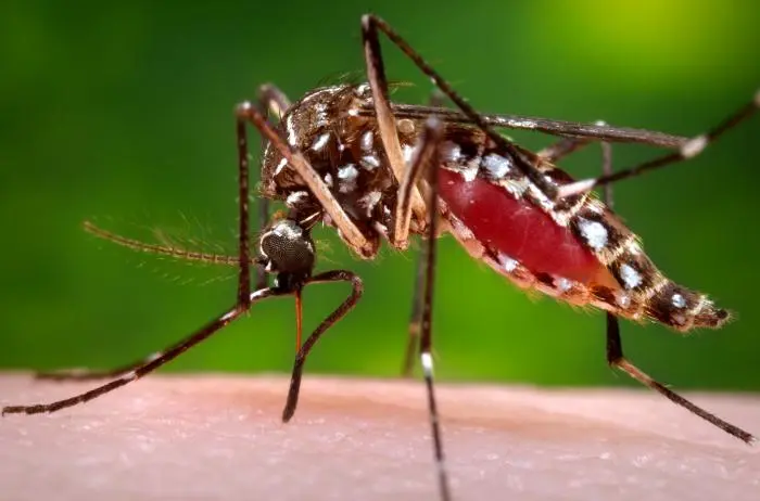 بعوضة الزاعجة (Nuisance Mosquito)