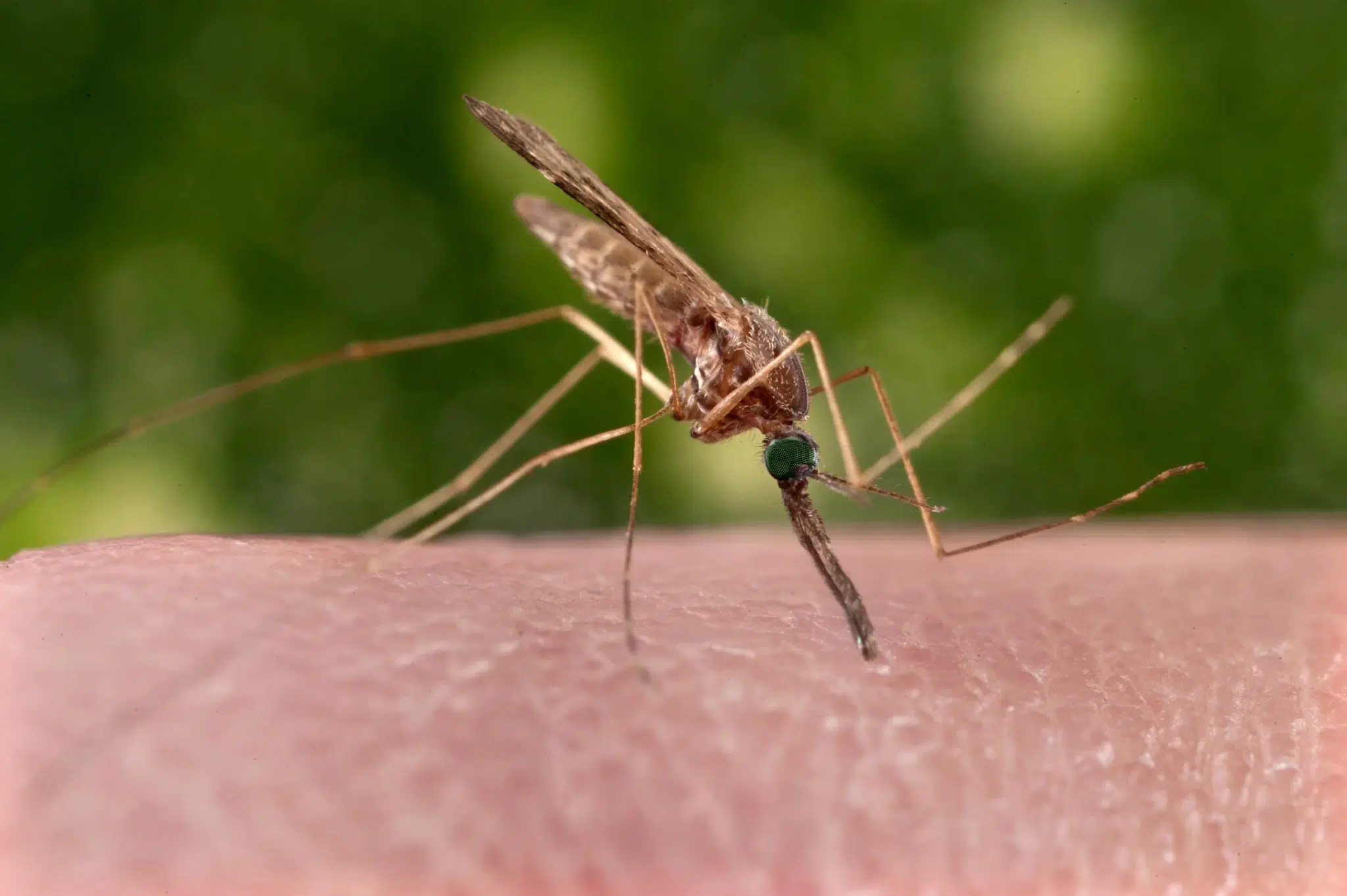 بعوض الأنوفيليس (Anopheles Mosquito)