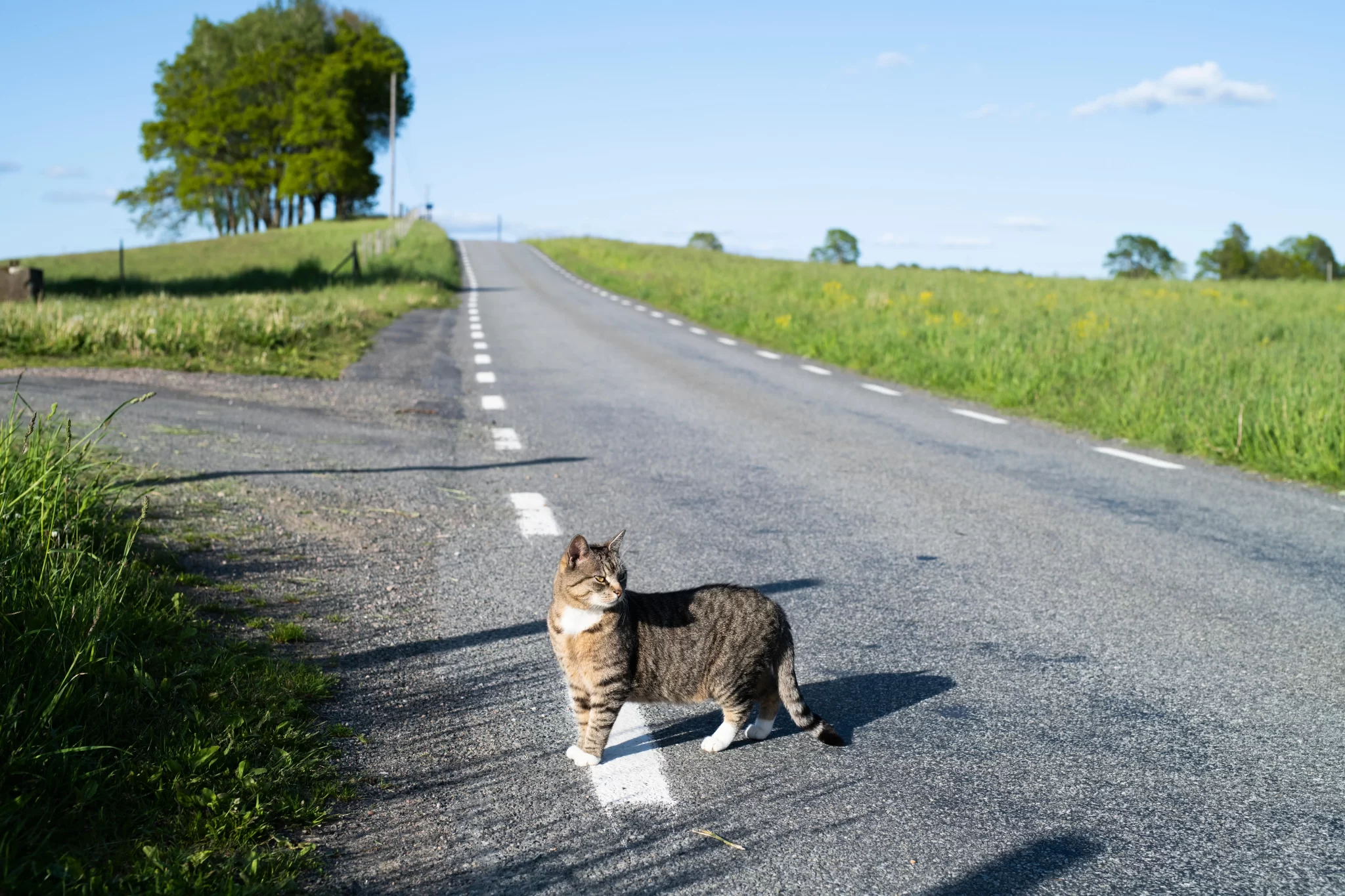 تهور القطط في قطع الشوارع العامة