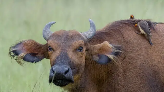 جاموس الغابة (Forest Buffalo)