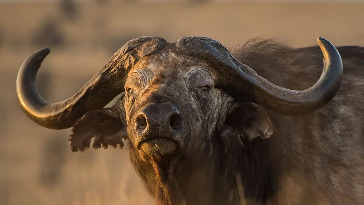 جاموس الكيبفالو (Cape Buffalo)