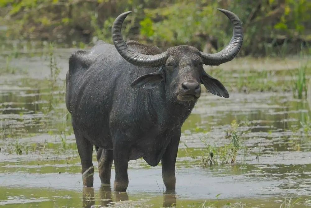 جاموس الماء (Water Buffalo)