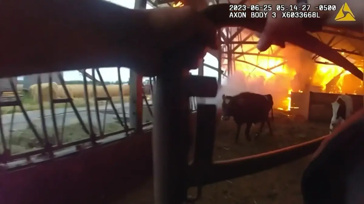 شرطي ينقذ أبقار من وسط النيران في حظيرة مشتعلة في ويسكونسن