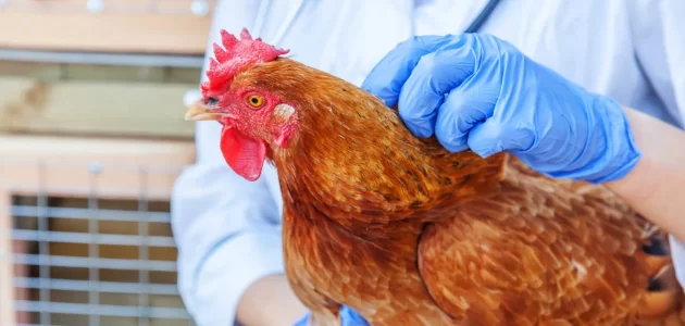 علاج الشخرة عند الدجاج (الأسباب والأعراض والوقاية) – UnHuman