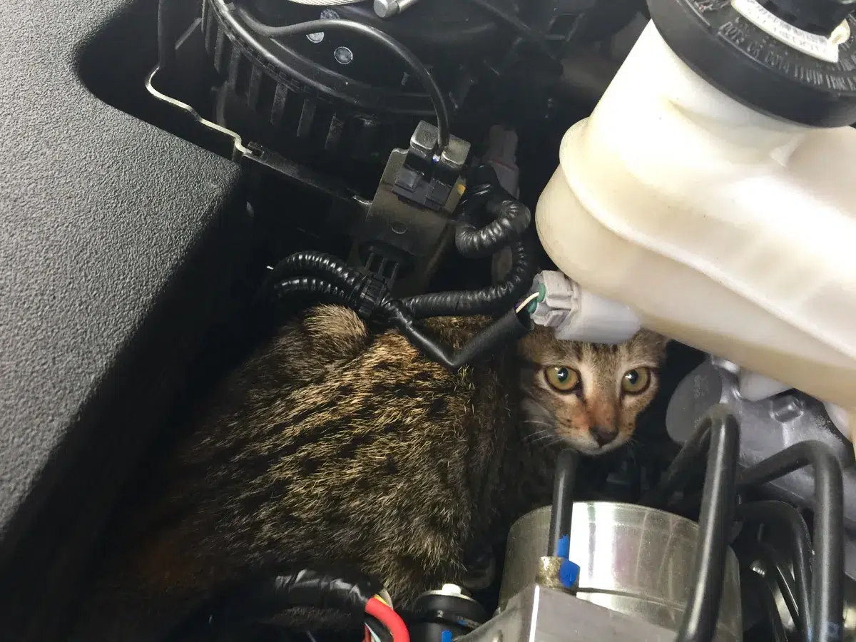 علاقة القطط بمحركات السيارات