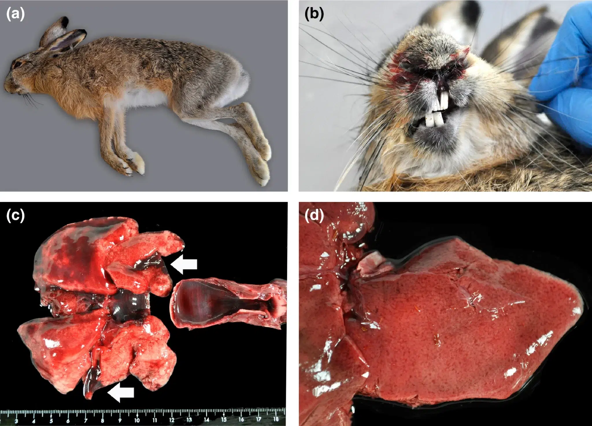 فيروس مرض الأرانب المعدي (Rabbit Hemorrhagic Disease Virus, RHDV)
