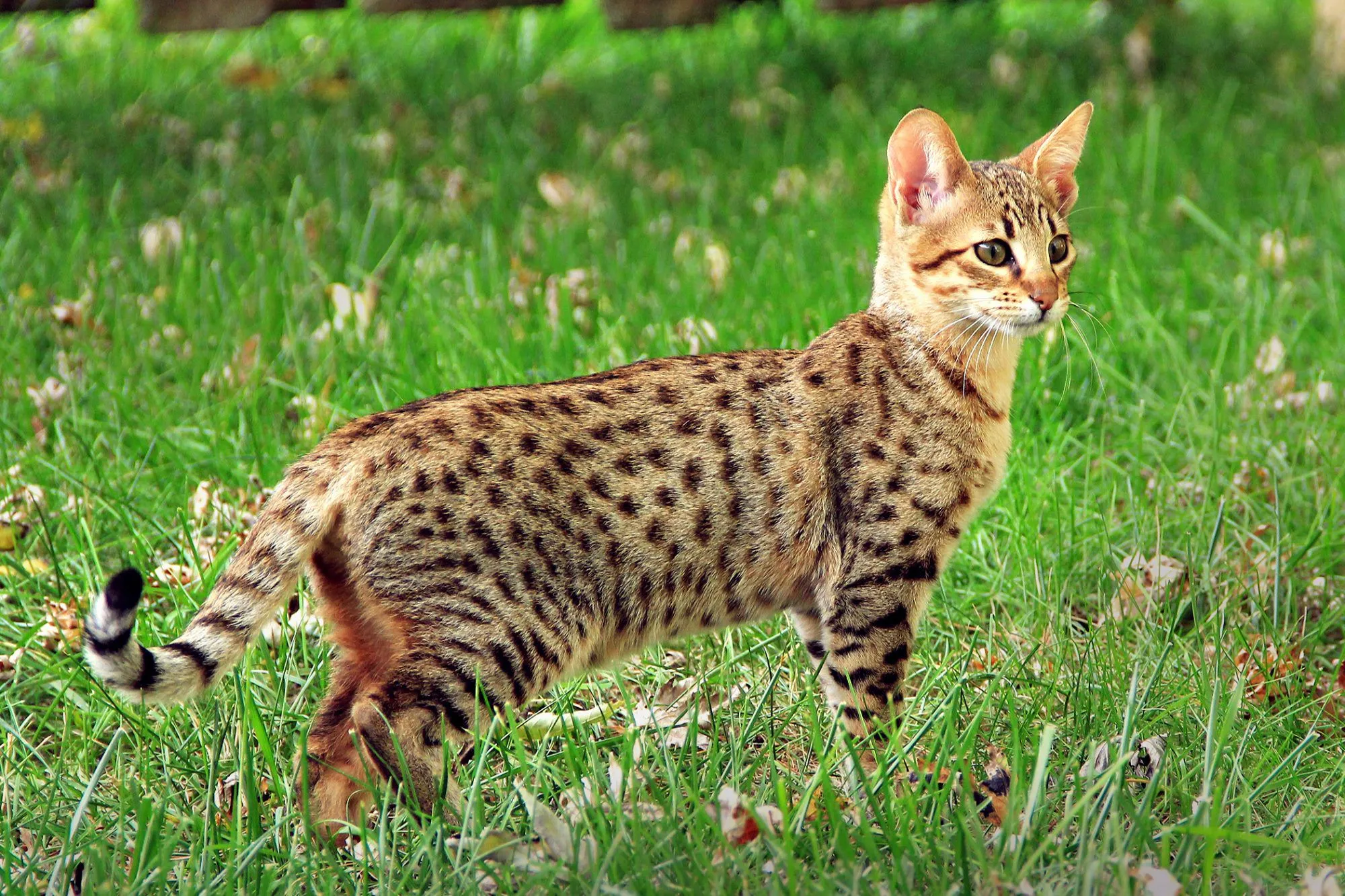 قط السافانا (Savannah cat)