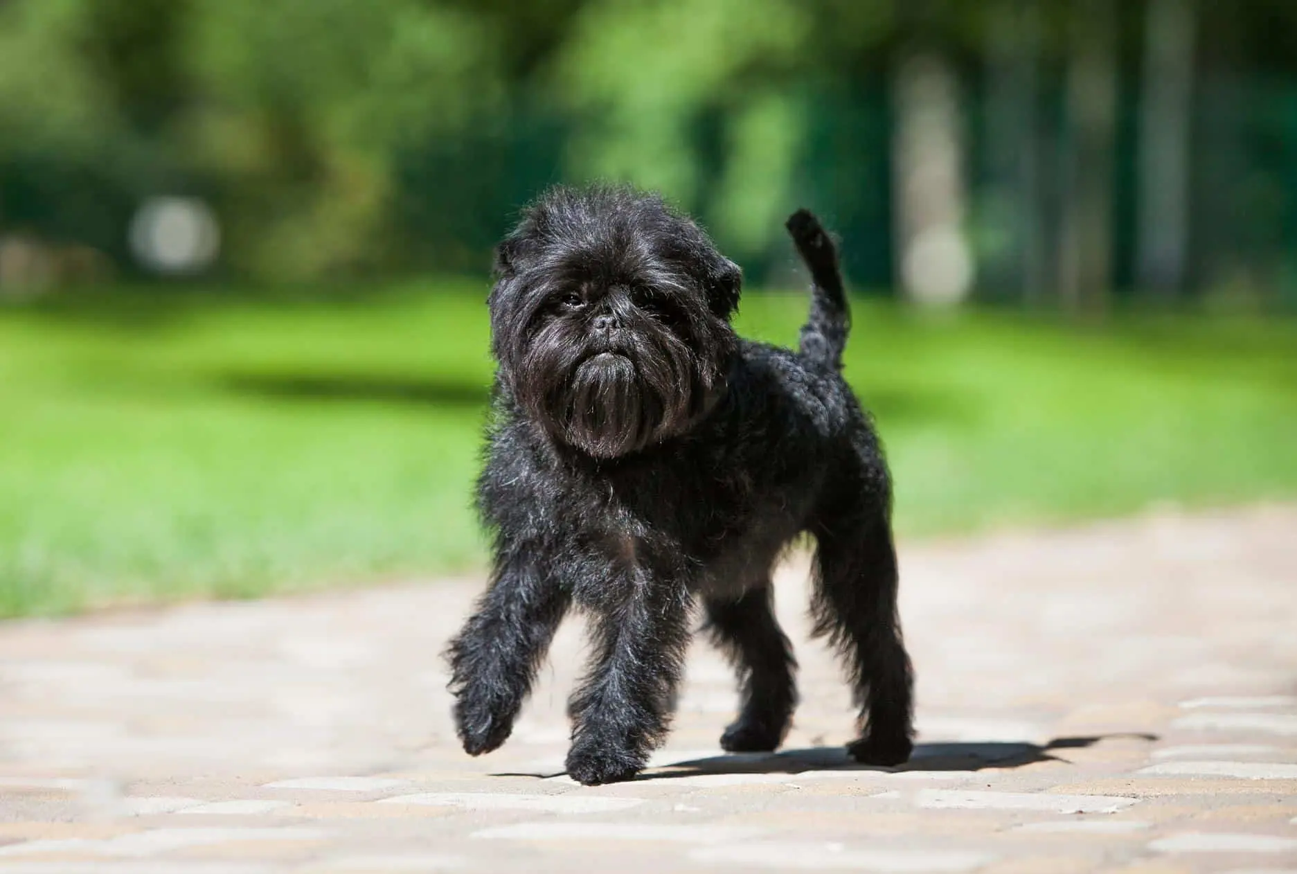 كلب القرد (Affenpinscher)