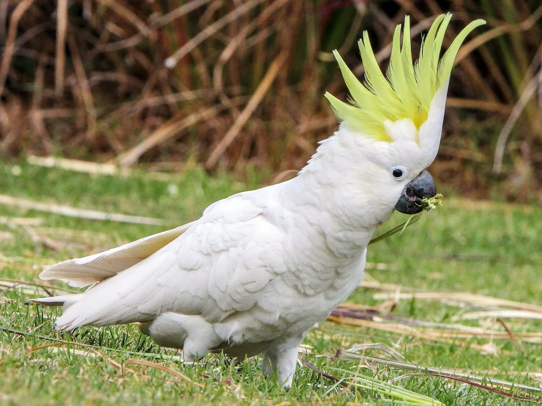 كوكاتو الكبريتي (Sulphur-crested cockatoo)