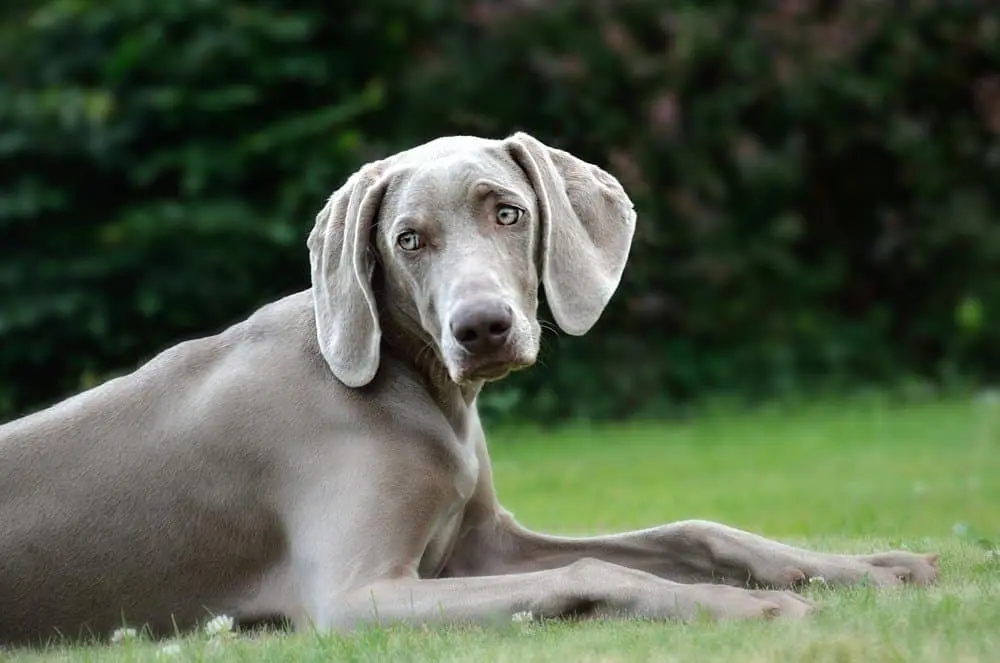 وايمارانر (Weimaraner)